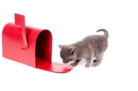 Kitten at a Mailbox