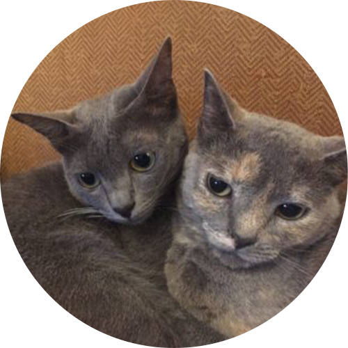 Two Cats - Nutmeg & Prija